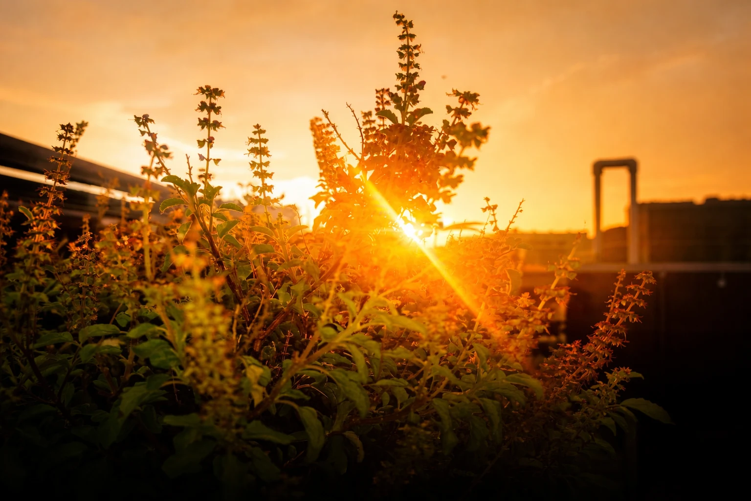 Are Tulsi and Holy Basil The Same? Explained