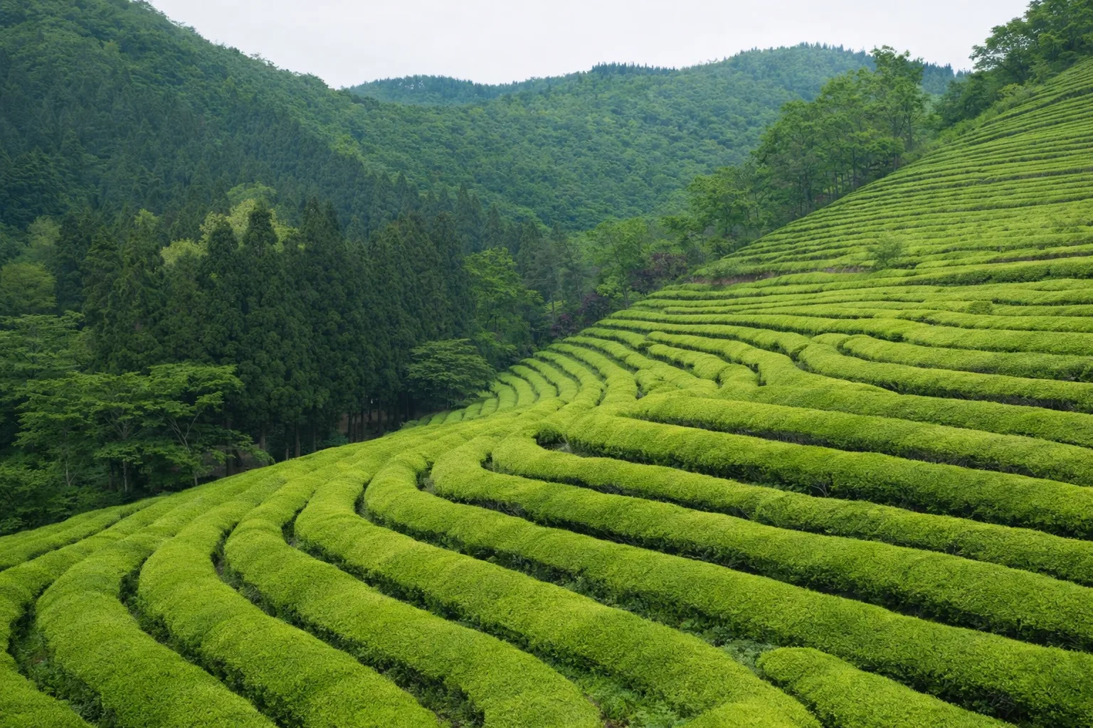 Best Green Tea for Weight Loss: What Actually Works?