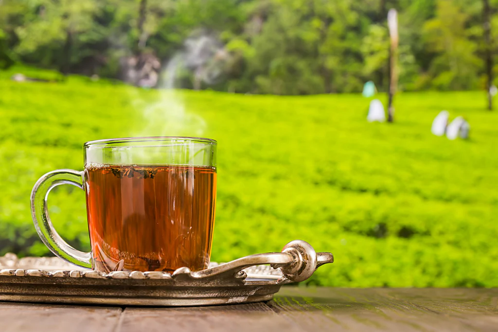 5 Best Darjeeling Tea Brands in 2026