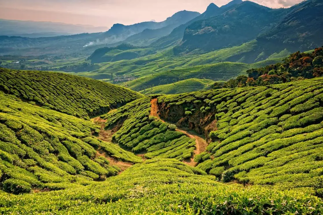Darjeeling Tea Grades Explained: Leaf Styles, Quality and What Actually Matters
