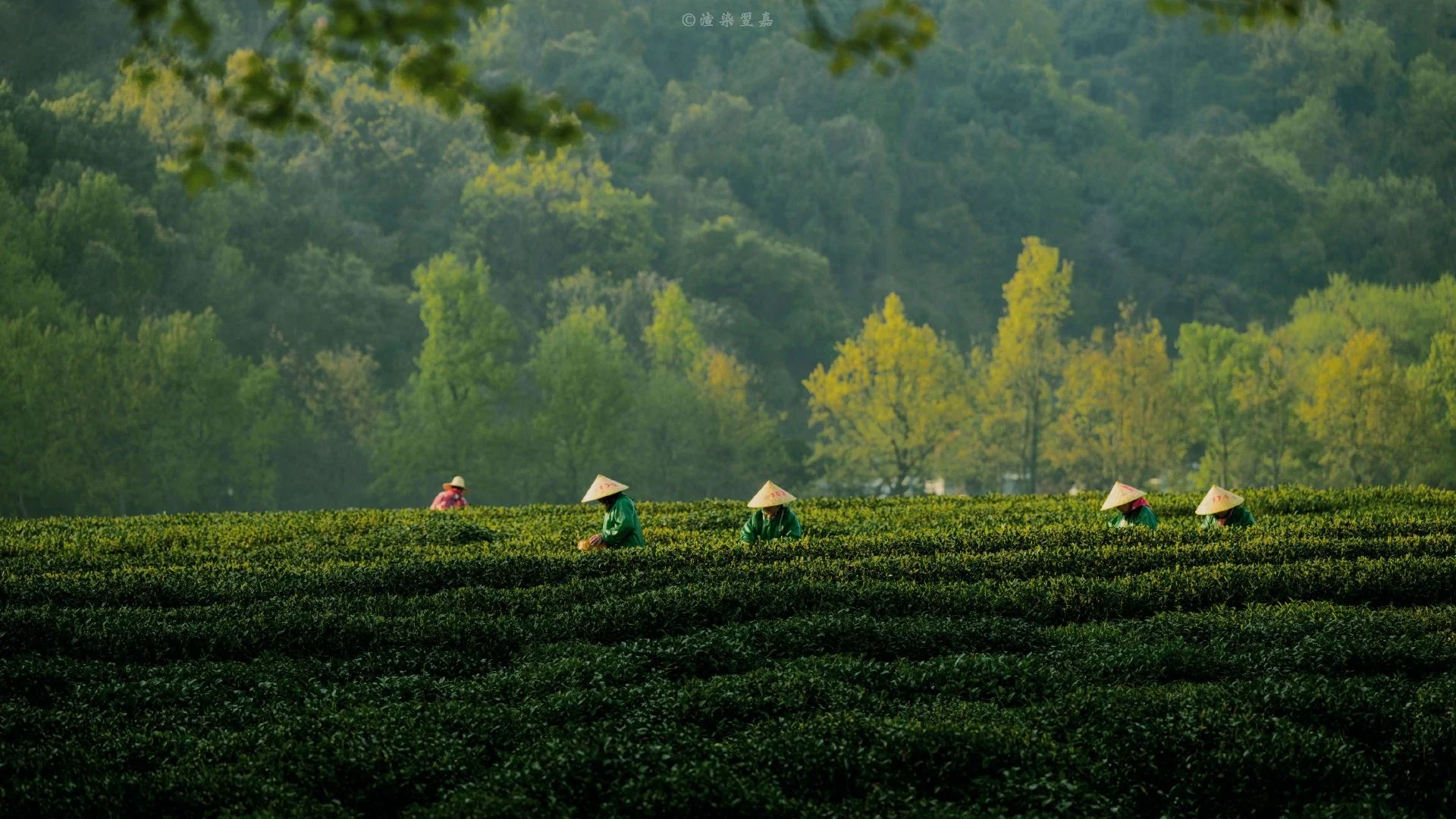 Black Tea vs Green Tea: Taste, Caffeine & Health Differences