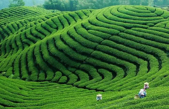 Darjeeling Tea vs Assam Tea: Differences Explained