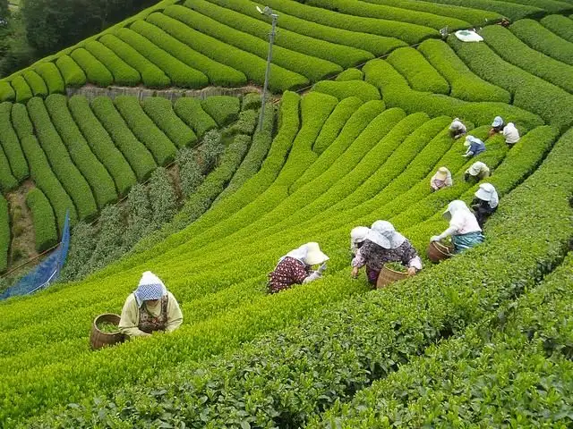 Does Darjeeling Tea Have Caffeine? Caffeine Content Revealed
