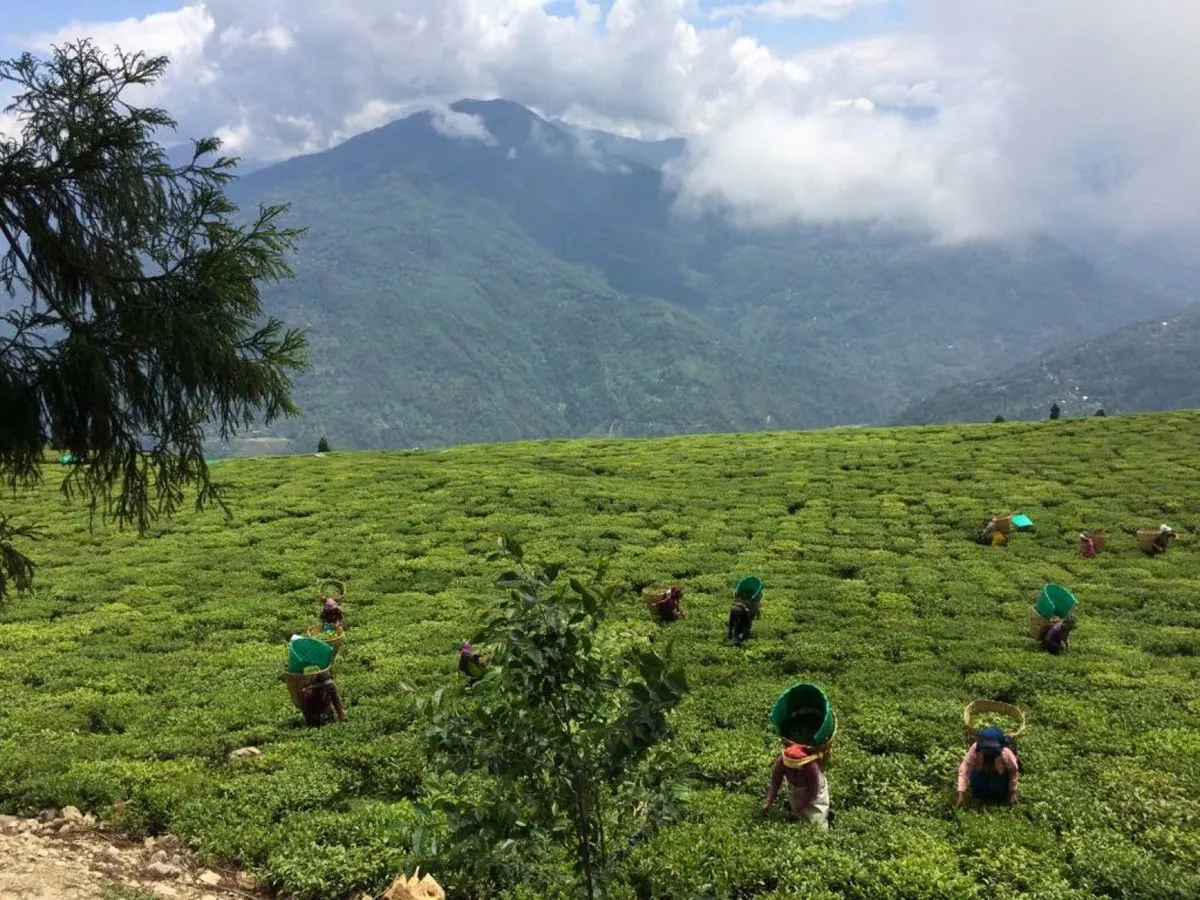 Darjeeling Tea vs Other Black Teas: What Actually Sets It Apart