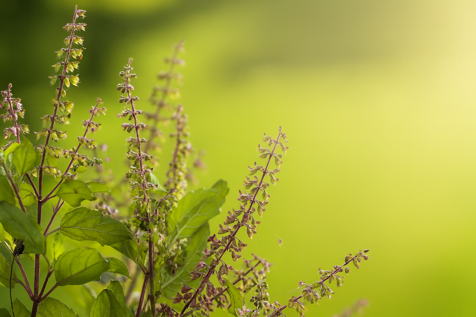 5 Best Holy Basil Teas for Stress & Anxiety Relief