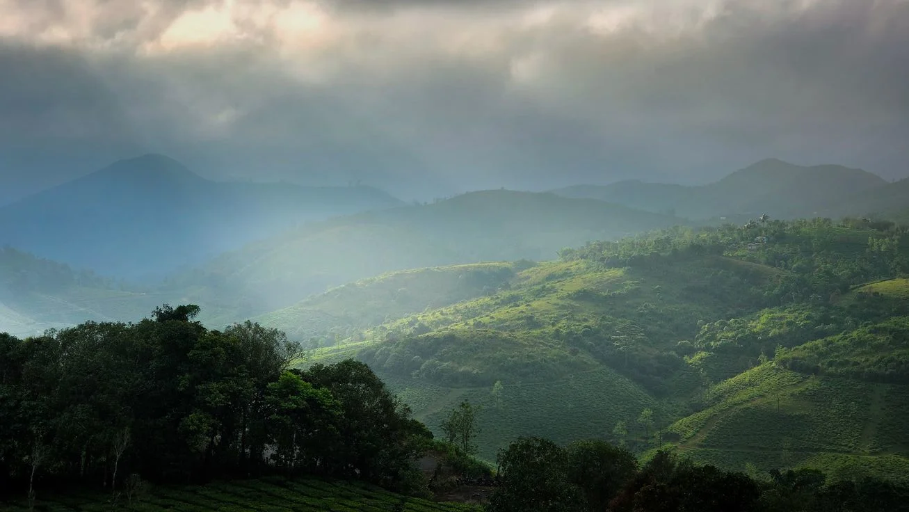 What Is Assam Tea? Flavor, Caffeine, Benefits & Origin