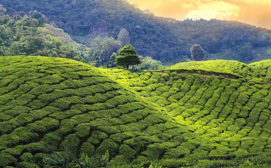 Darjeeling Tea Guide: Benefits, Taste, Types & How to Brew