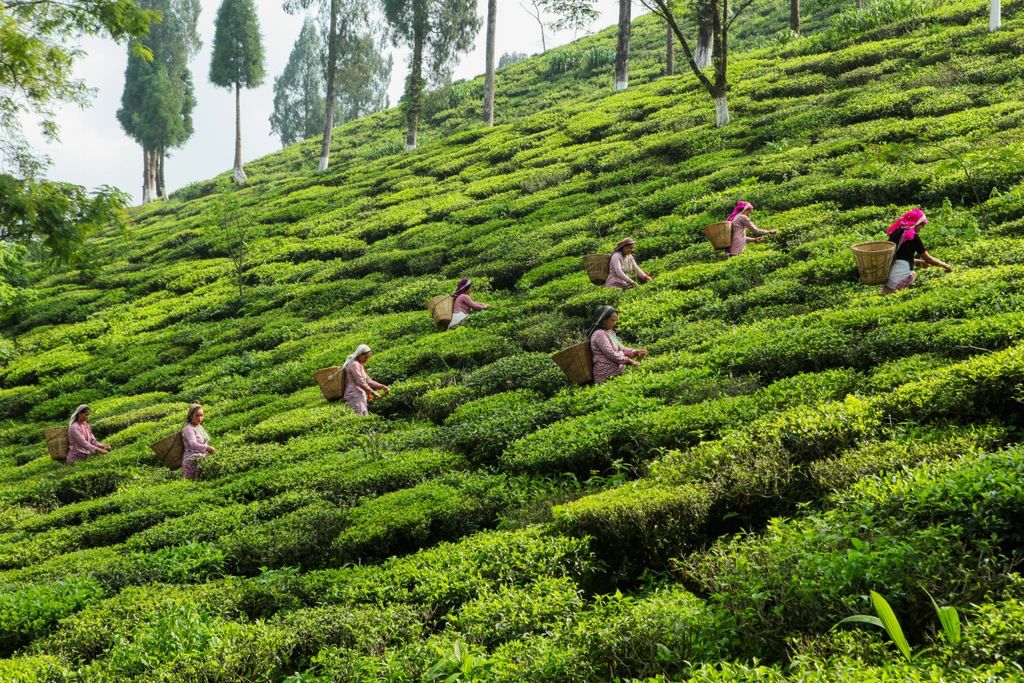 First Flush vs Second Flush Darjeeling Tea: Differences