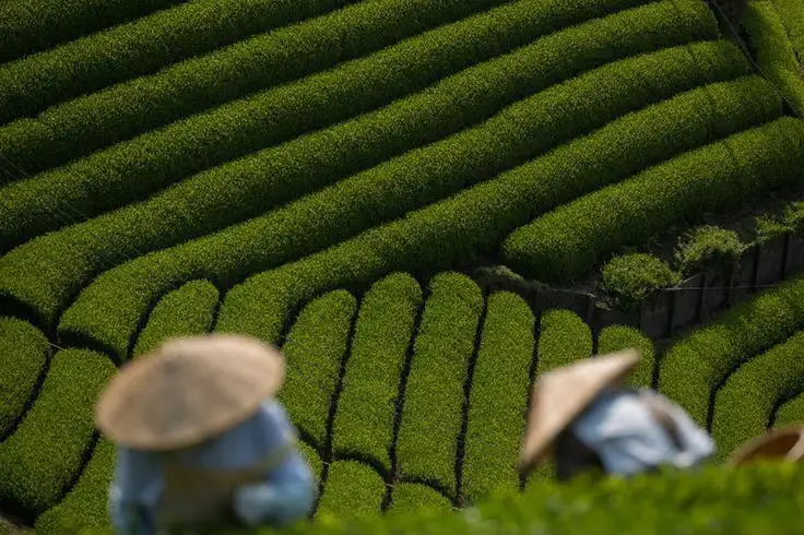5 Best Green Tea Brands in the USA in 2025