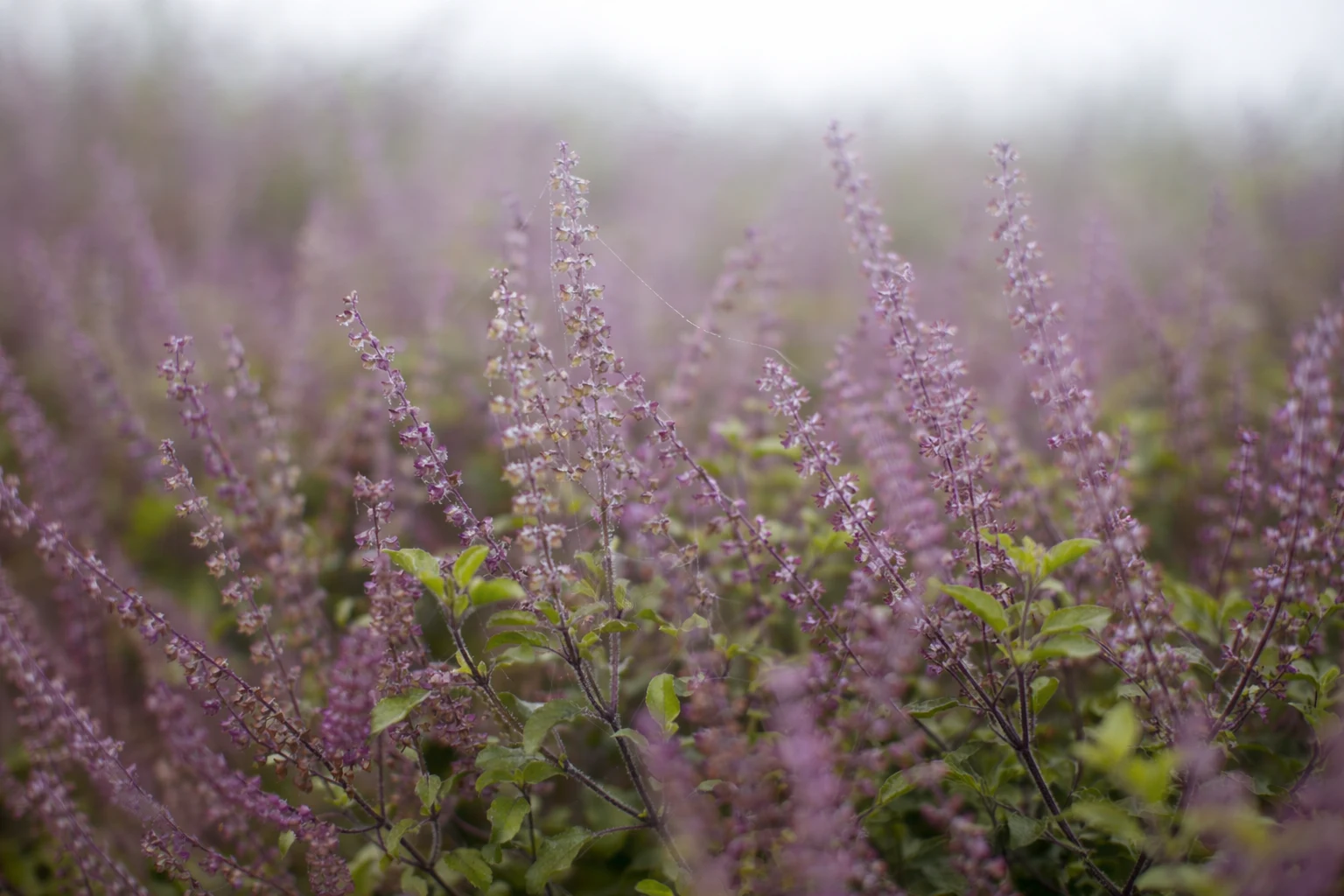 What Is Tulsi? Meaning, Benefits, Adaptogen, Taste