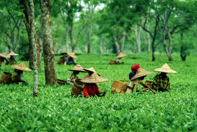 What Makes Assam Tea World-Famous?