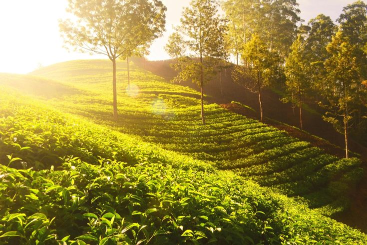 Difference between CTC Tea vs Orthodox Tea: How Do They Compare?