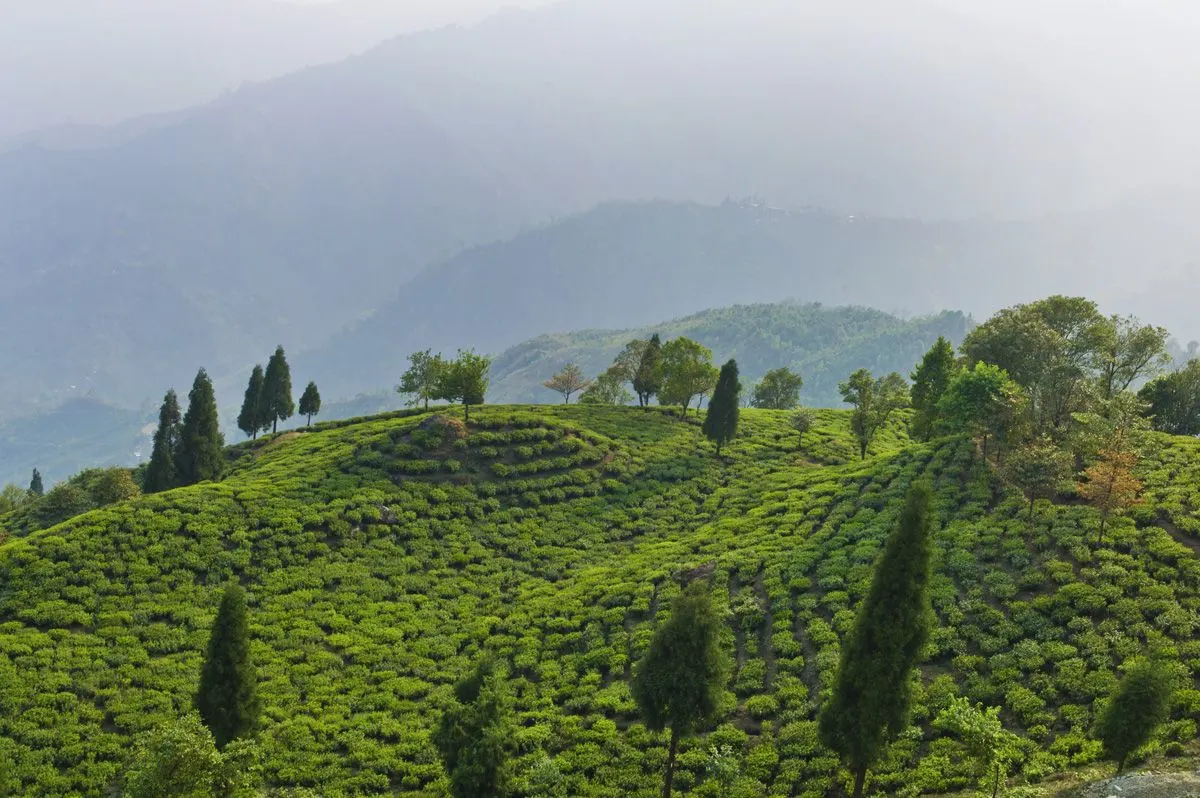 Is Darjeeling Tea Strong? Understanding Strength vs Flavor