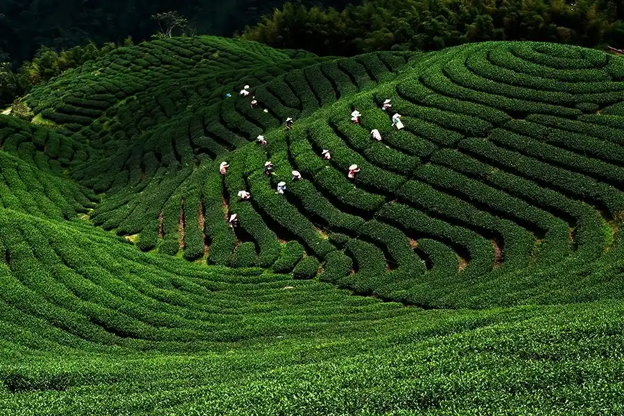 Complete Guide To Darjeeling Tea: History & Why It’s Unique