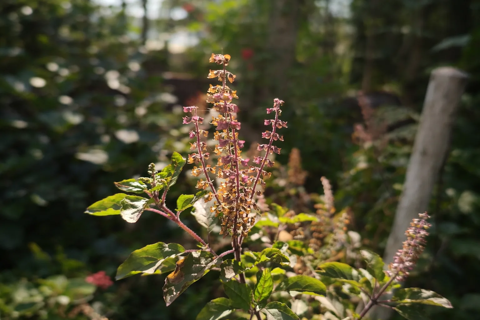 5 Best Tulsi Teas for Stress & Anxiety Relief