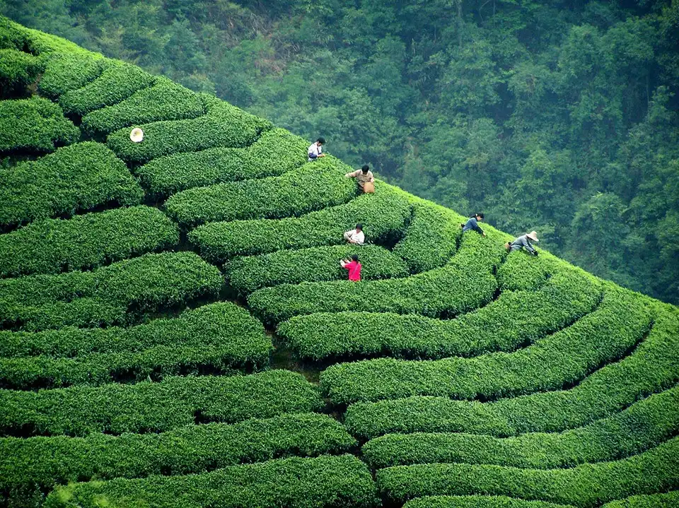 How to Brew Darjeeling Tea: Temperature, Time and Technique