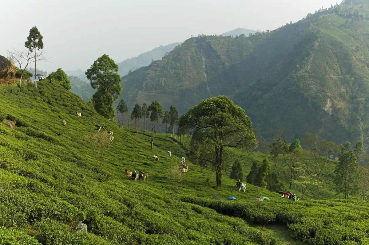 What Does Darjeeling Tea Taste Like? Tea Flavor Explained