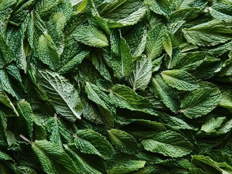 Best Mint Teas in the USA in 2026